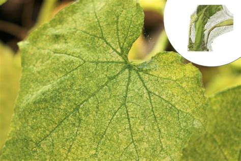 Detailný záber listu rastliny so žltými žilkami ako prejavom nedostatku živín