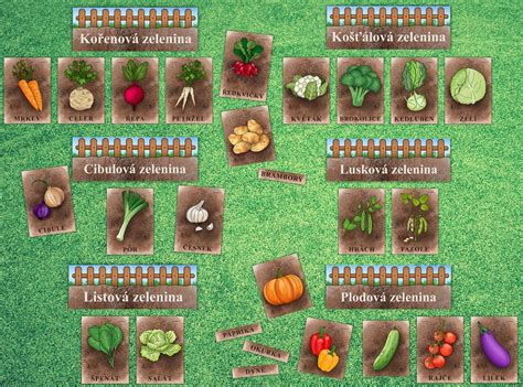 Rôzne druhy zeleniny na záhone počas vegetačného obdobia