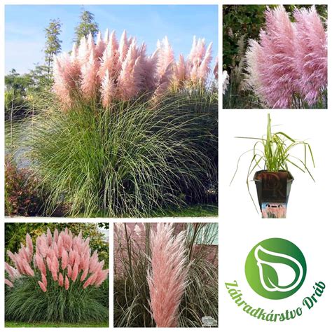 Ilustračné foto mohutného trsu pampovej trávy s bielymi súkvetiami