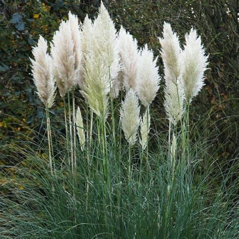 Detail krémovo-bielych súkvetí Cortaderia 'White Plume'