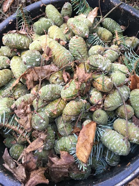 schematické znázornenie ihlíc a šišky jedle