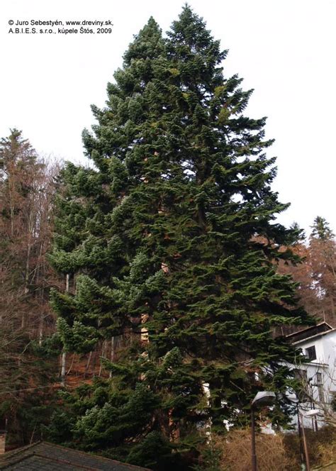 fotografia jedle gréckej v krajine