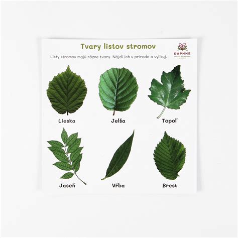 Ilustrácia rastliny tuje s detailom listov a šišiek