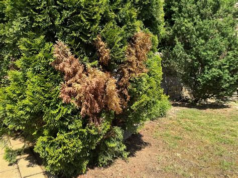 Fotografie bežných škodcov napádajúcich tuje