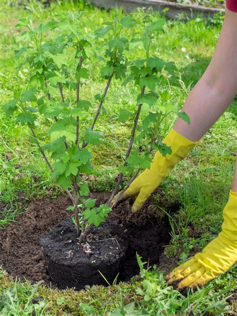 Infografika znázorňujúca správnu hĺbku výsadby stromčeka