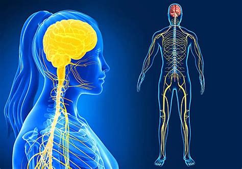 infografika s chemickou štruktúrou deltametrínu a znázornením mechanizmu účinku na nervový systém hmyzu