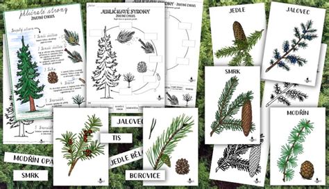 Ilustrácia rodového stromu jedle s typickými znakmi