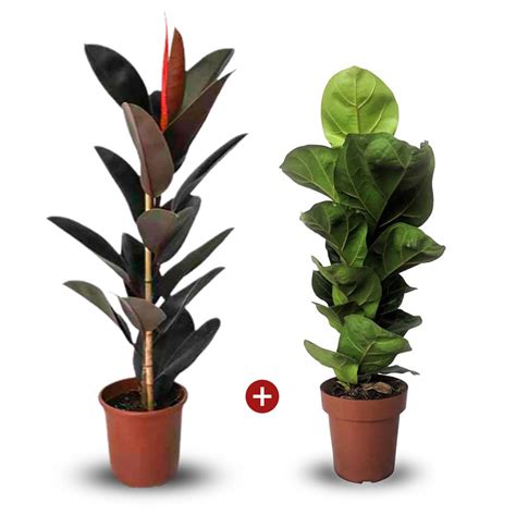 Kompilácia fotografií najpopulárnejších druhov Fikusov: Ficus lyrata, Ficus elastica Tineke, Ficus benjamina.
