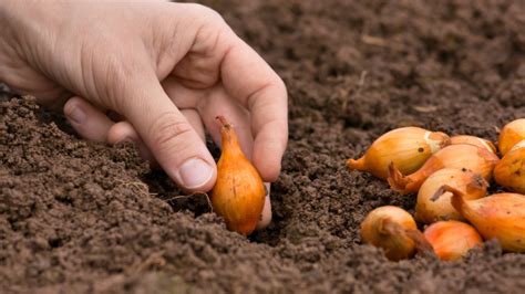 Vizualizácia správneho rozostavenia cibule pri výsadbe