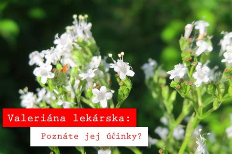 Porovnanie listov valeriány lekárskej a valeriány poľnej