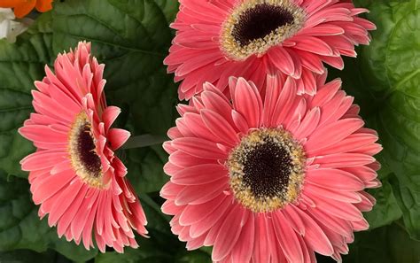 Detail zálievky gerbery do podmisky.