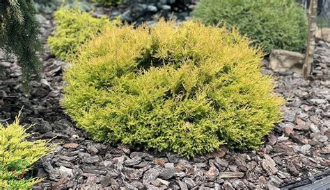 fotografia tují so žltnúcim ihličím