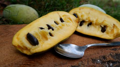 zrelé plody pawpaw