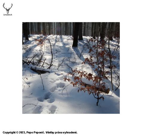Tematická fotografia kvitnúcich čemeríc v snehu