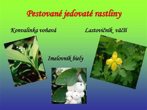 Znak upozornenia na jedovatosť rastliny