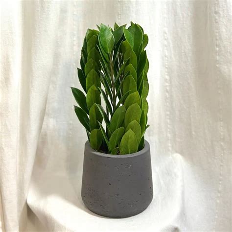 Koláž fotografií nenáročných izbových rastlín ako Sansevieria, Pothos a Zamioculcas