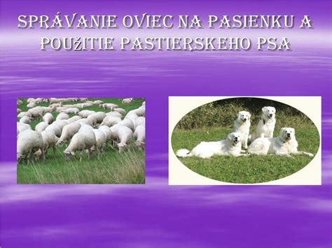 Obrázok šťastných oviec na pastve