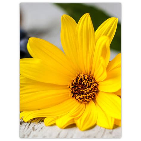 Detailné zábery žiarivo žltých kvetov kručinky lýdijskej