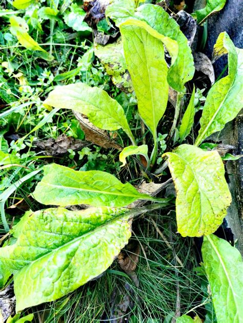 Čerstvo vykopaný a umytý koreň kostihoja