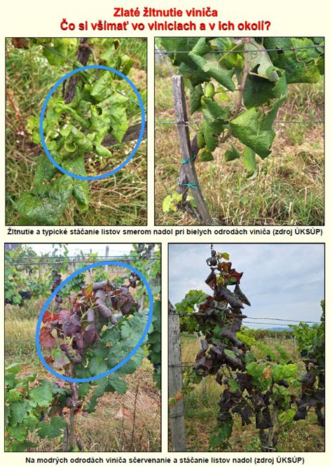 ilustrácia rôznych techník prerezávania viniča