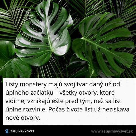 Detailný záber na kvet a listy iskerníka prudkého v prirodzenom prostredí
