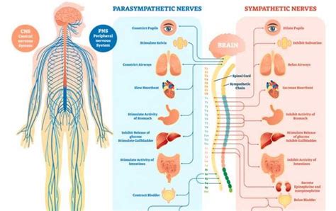 Schéma toxického pôsobenia protoanemonínu na nervový systém zvierat