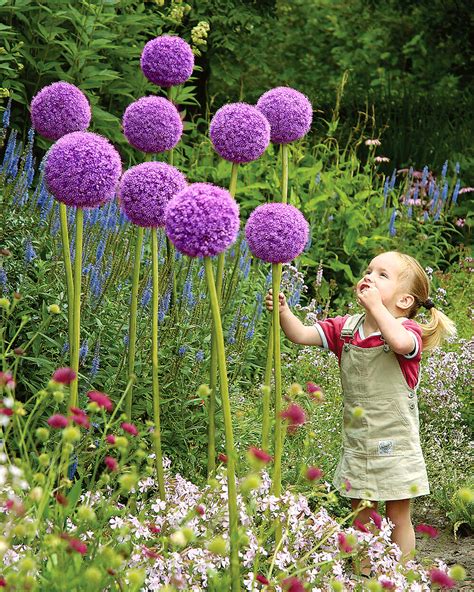 rôzne druhy okrasného cesnaku, vrátane Allium giganteum a Allium moly