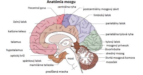 štruktúra ľudského mozgu s vyznačenými hemisférami a mozgovou kôrou