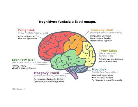 diagram znázorňujúci hlavné časti ľudského mozgu a ich funkcie