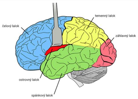 vizuálna reprezentácia lalokov mozgu a ich základných funkcií