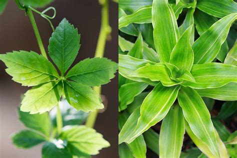 Ilustrácia rastliny Jiaogulan s jej charakteristickými listami a popínavým rastom.