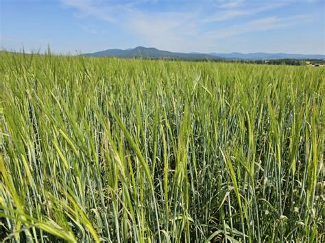 Ilustračná fotografia poľa sladovníckeho jačmeňa