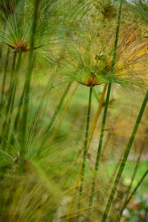 Ilustrácia močiarneho ekosystému s voľne rastúcim Cyperus papyrus