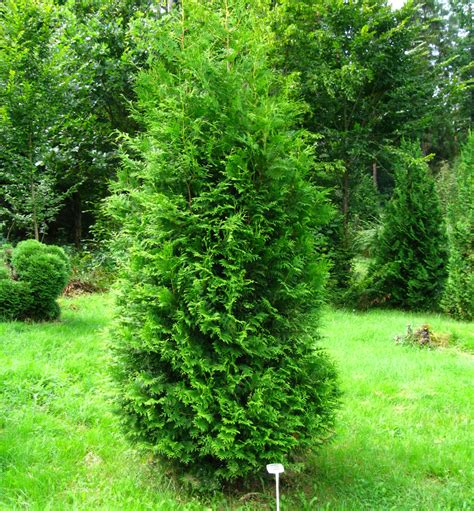 schematické znázornenie rastu a tvaru Tuja západná Smaragd