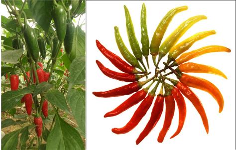 Infografika porovnávajúca pálivosť rôznych chilli papričiek