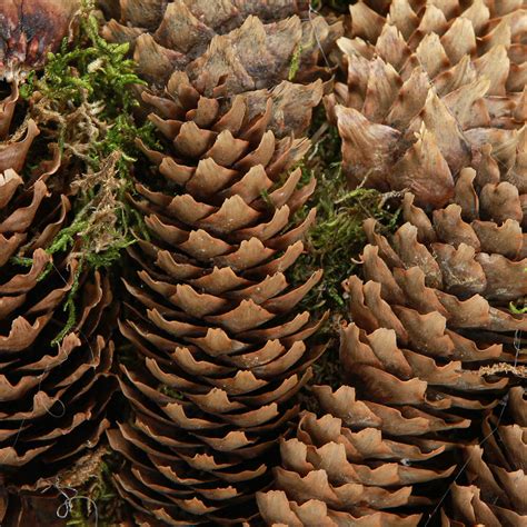 Detail smrekových ihlíc a šišiek