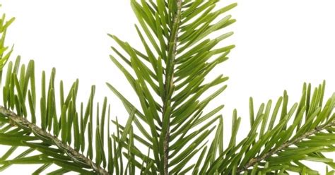 Smrek ako vianočný stromček