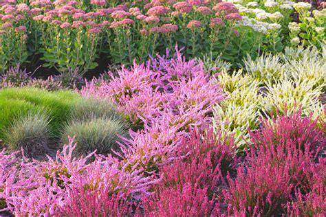 kvitnúce vresy a vresovce v zimnej záhrade