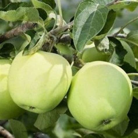 Schéma vzrastu jablone Priesvitné letné s opisom vývoja koruny od mladosti po dospelosť