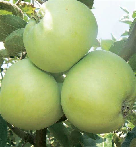 Detailná fotografia plodu Priesvitné letné s viditeľným voskovým povlakom a typickým švom