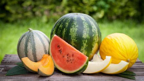 Ilustrácia rôznych druhov melónov a dýň