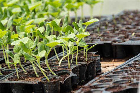 Ilustrácia predpestovania priesad dýň v zakoreňovačoch