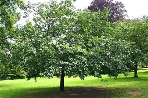 Majestátny dospelý strom moruše čiernej v plnom rozkvete na slnečnej záhrade
