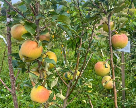Schéma kríženia a šľachtiteľského pôvodu jablone Florina