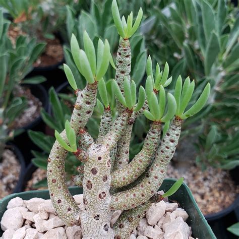 fotografia sukulentného bonsaja, napríklad Tylecodon alebo Trichodiadema