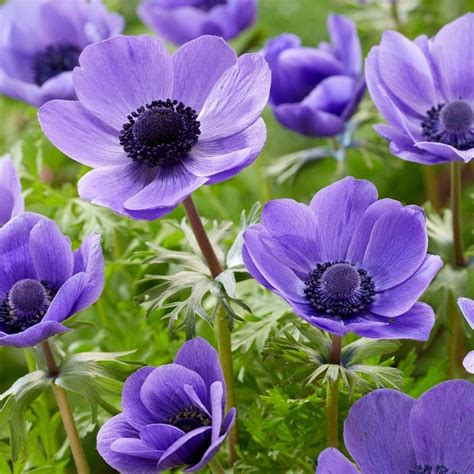 Detailný záber na intenzívne modré kvety Anemone 'Mr. Fokker' s kontrastným tmavým stredom