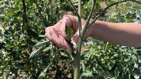 Detail zálistkov na paradajke, ktoré je potrebné vylamovať.