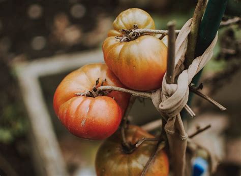 Ilustrácia bežných chorôb paradajok (napr. fytoftóra).