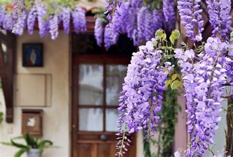 štruktúra vistérie s kvetnými strapcami