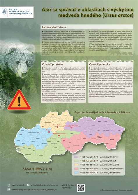 Informačná grafika: Bezpečnostné zásady pri pohybe v lese a prevencia stretu s medveďom